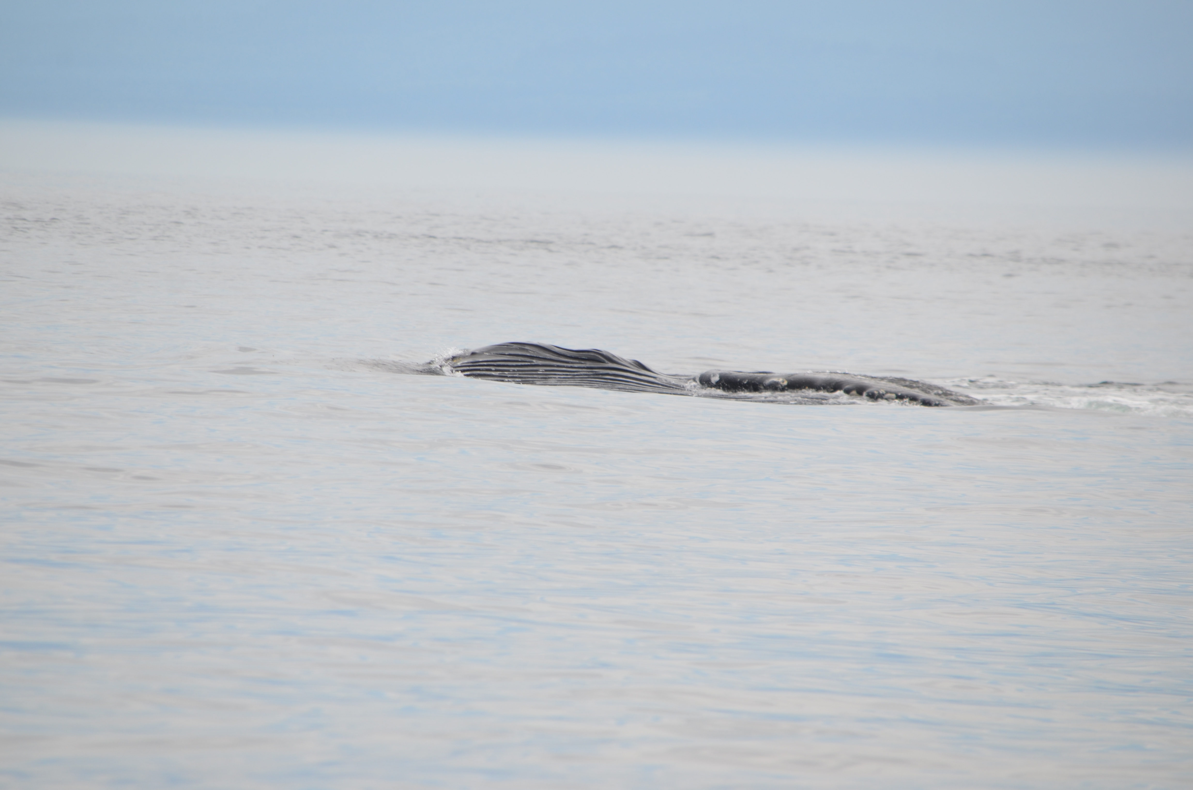 photos/wildlife/Mammal_Species/Humpback Whale/DSC_0158.JPG